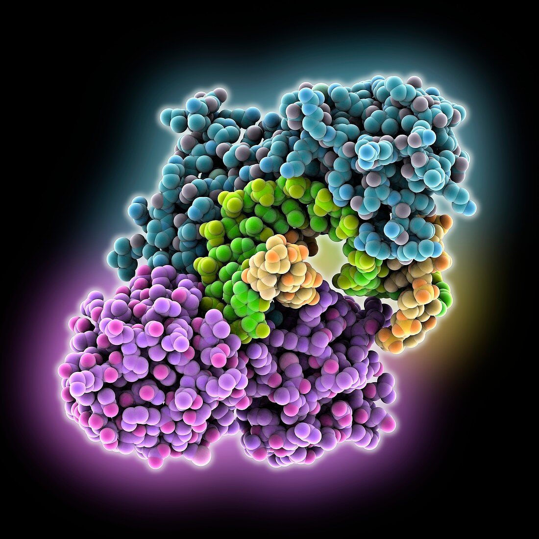 TATA box-binding protein complex