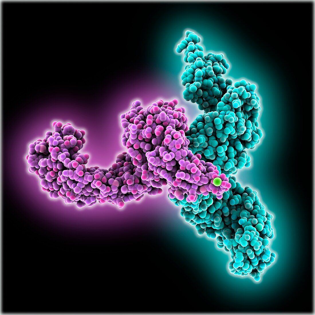 Glycosylation enzyme molecule