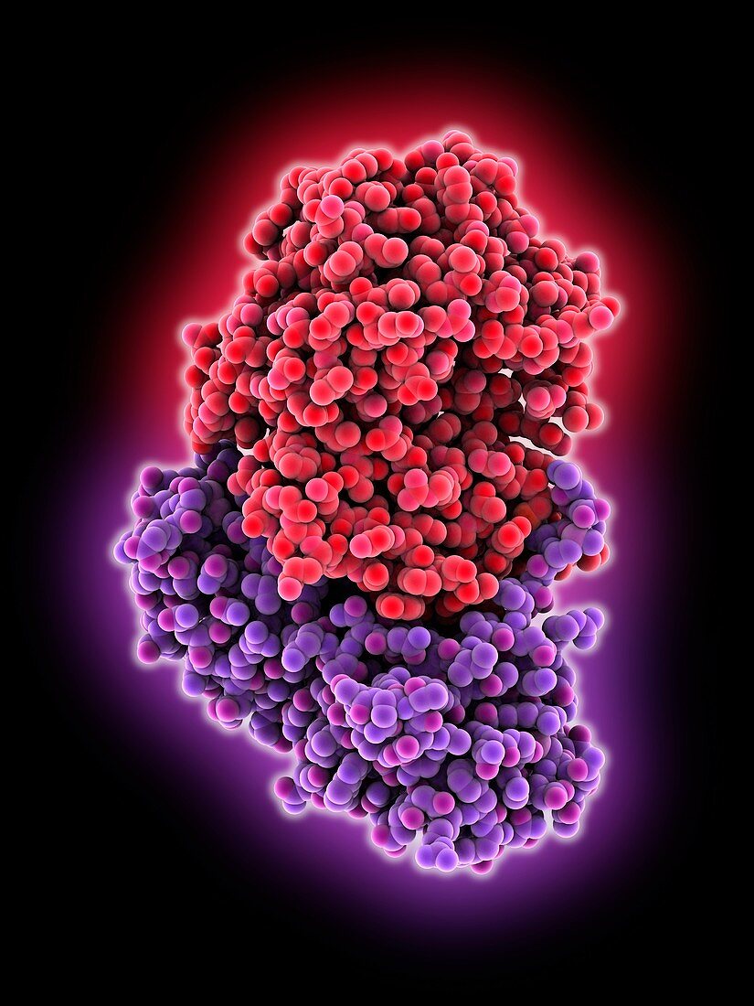 Ricin molecule