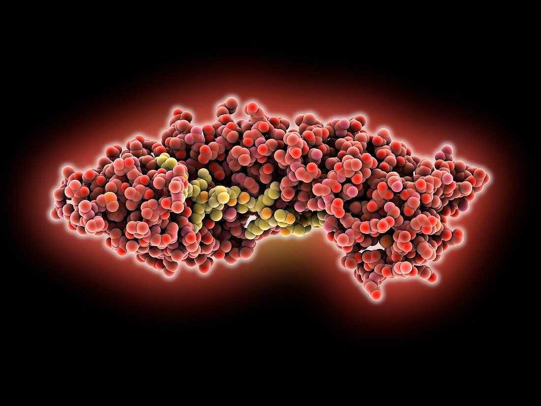 Importin and nucleoplasmin complex