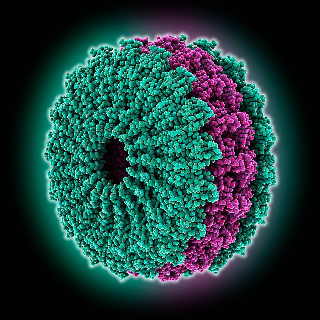 Tobacco mosaic virus coat protein