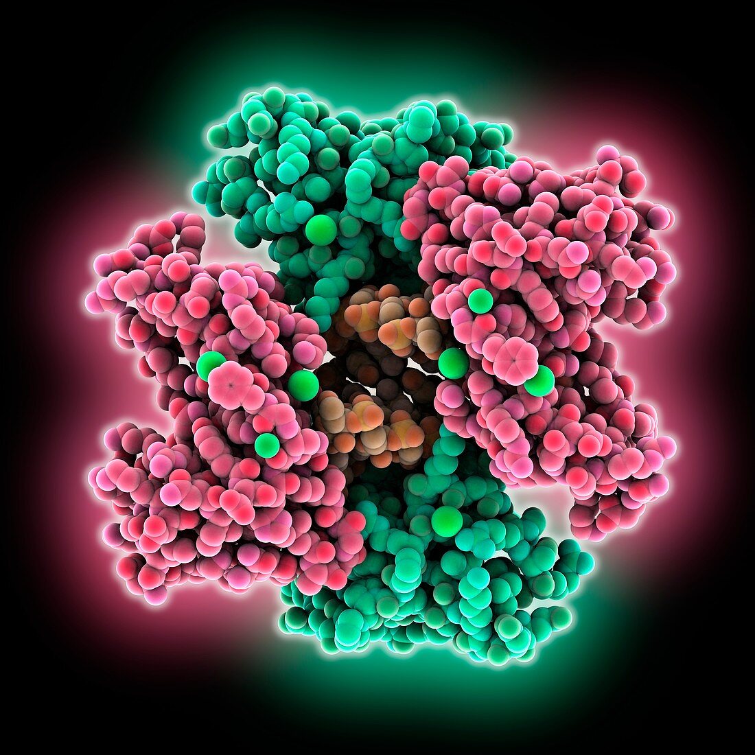 Ebola viral protein 35 and RNA