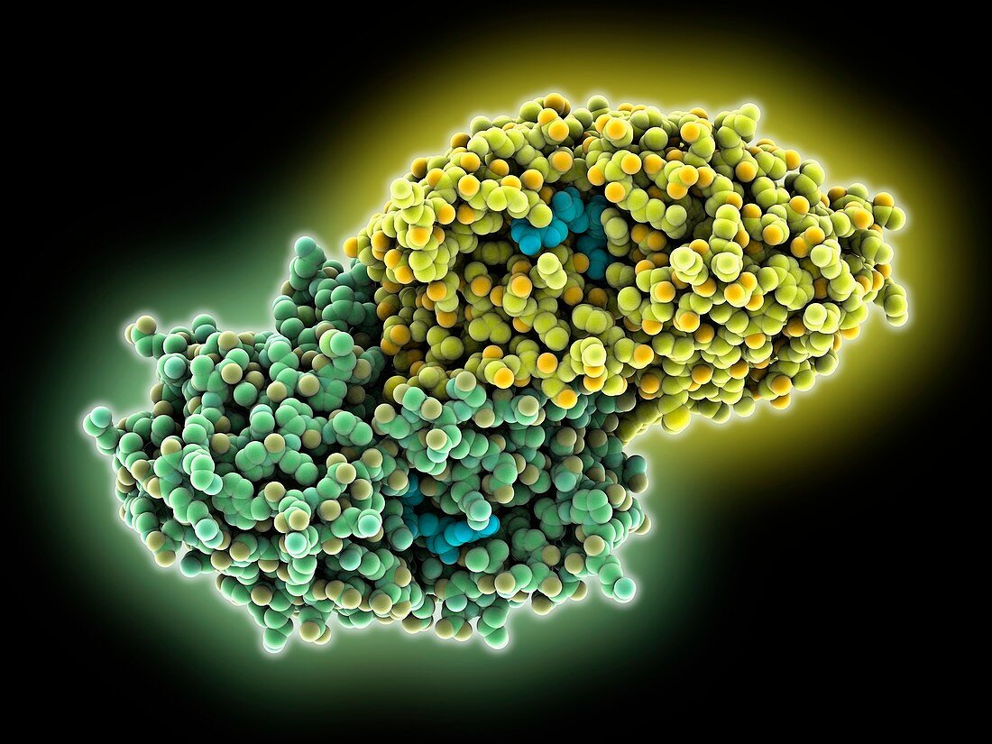 Alcohol dehydrogenase molecule