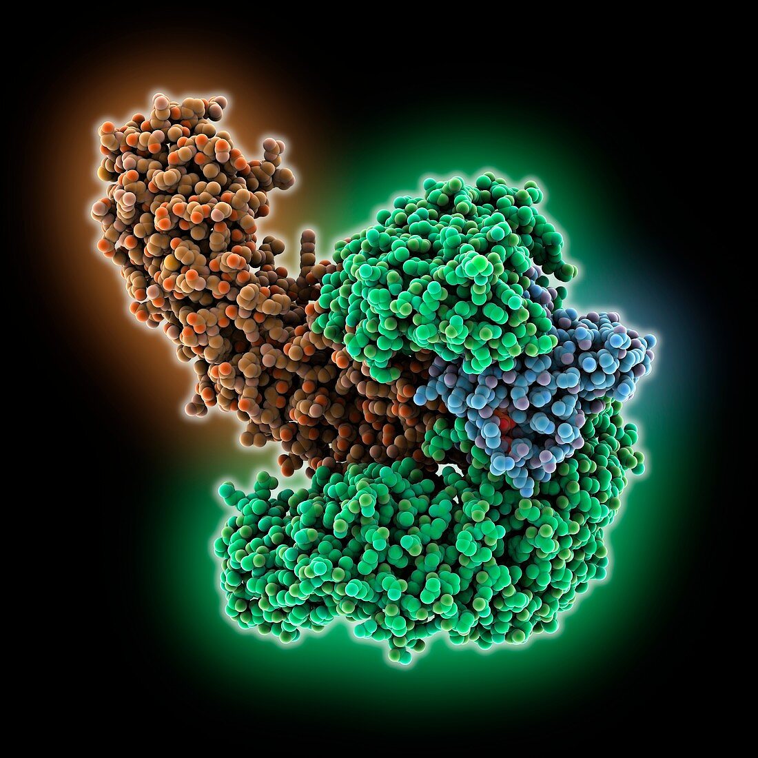 Nuclear transport complex molecule