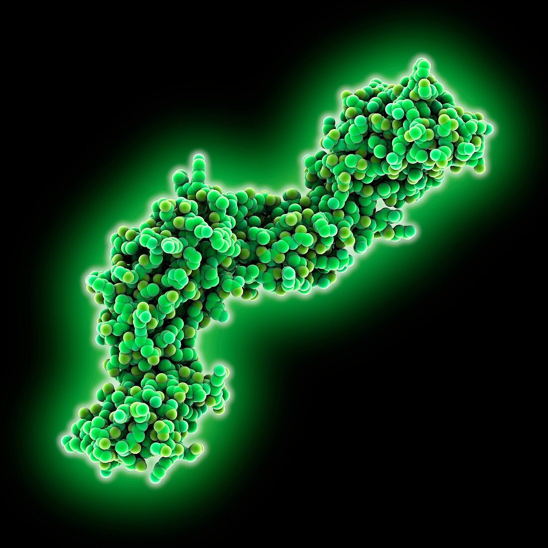 CD4 protein molecule