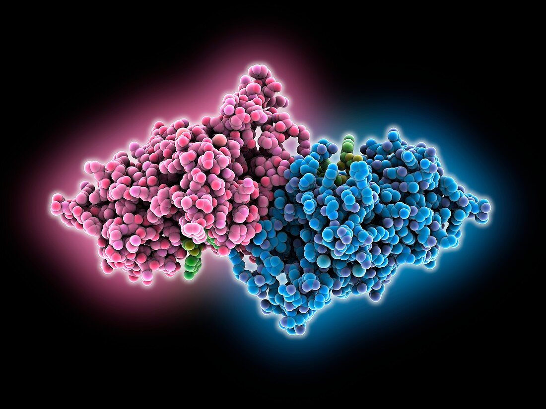 Ribonuclease bound to RNA