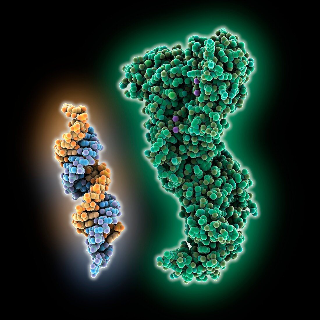 RNA interference molecules