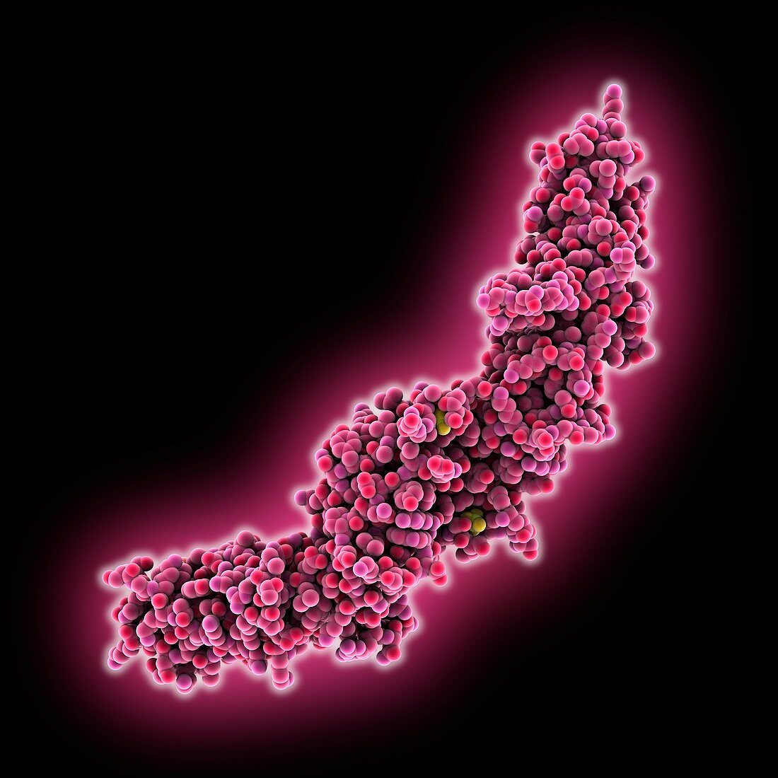 Human tissue factor molecule