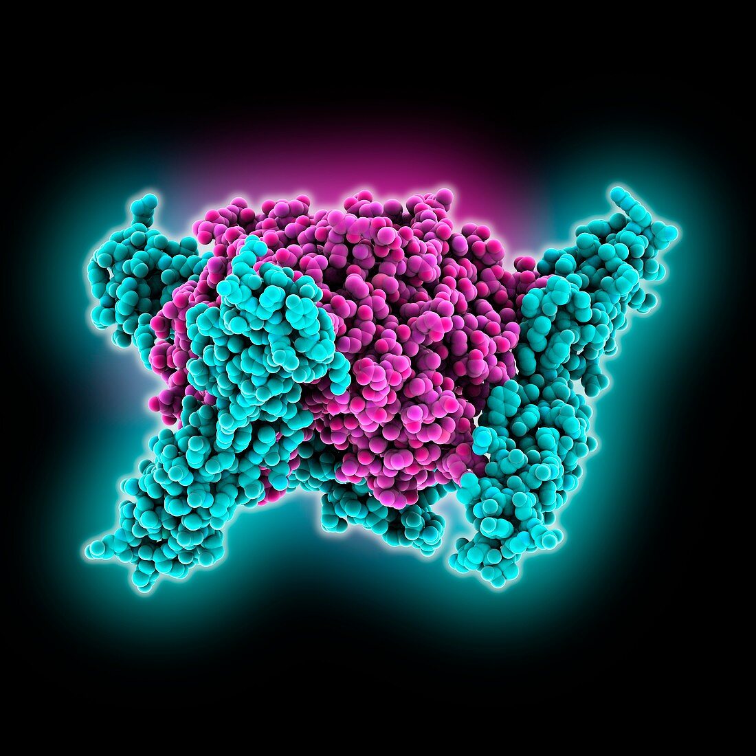 Adenovirus host cell receptor molecule