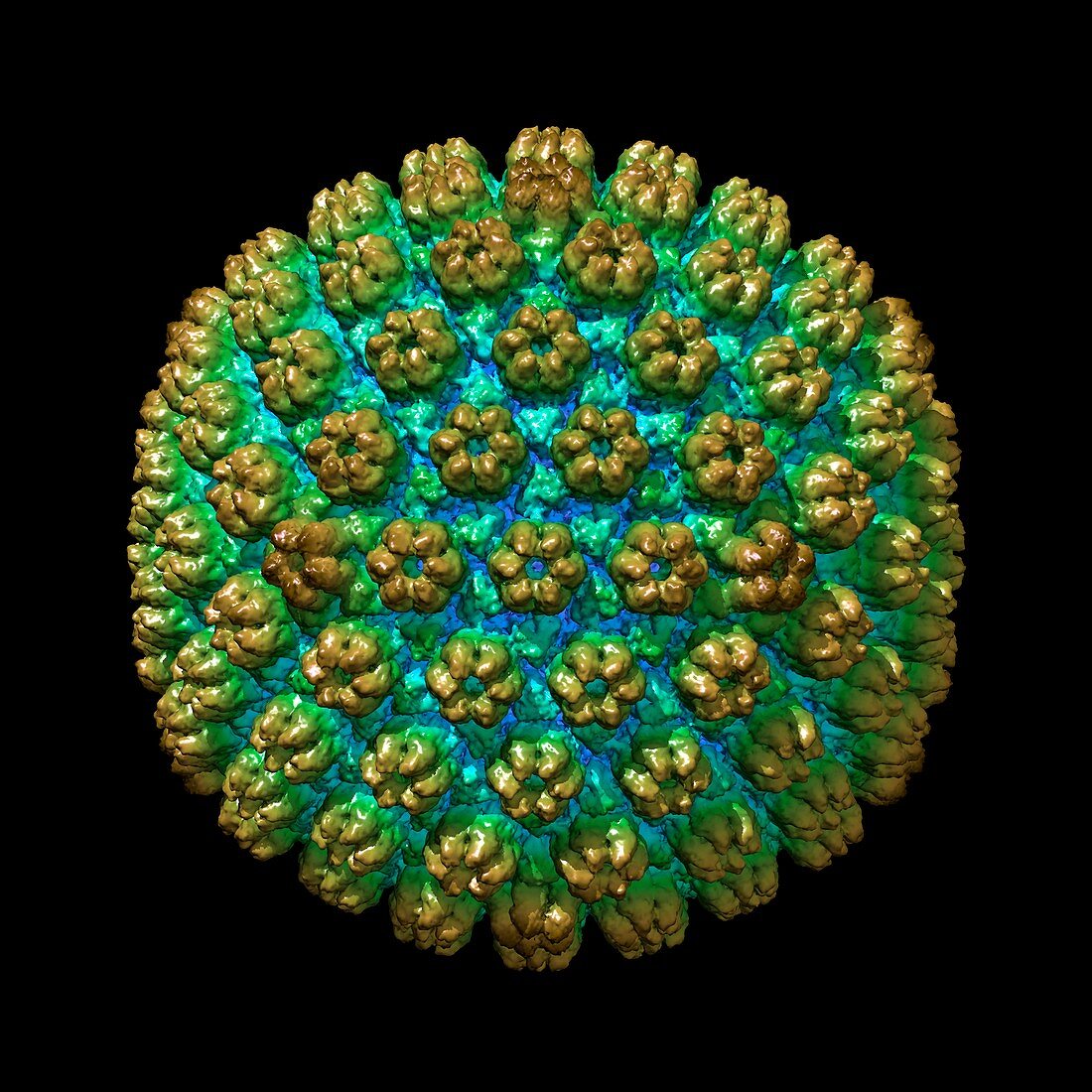 Human cytomegalovirus,illustration