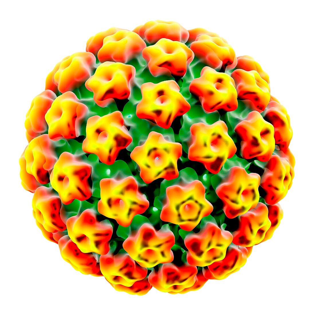 Human papilloma virus,illustration