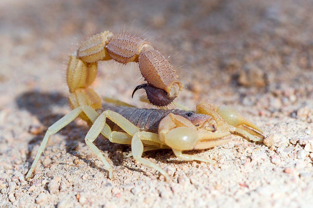 Parabuthus scorpion