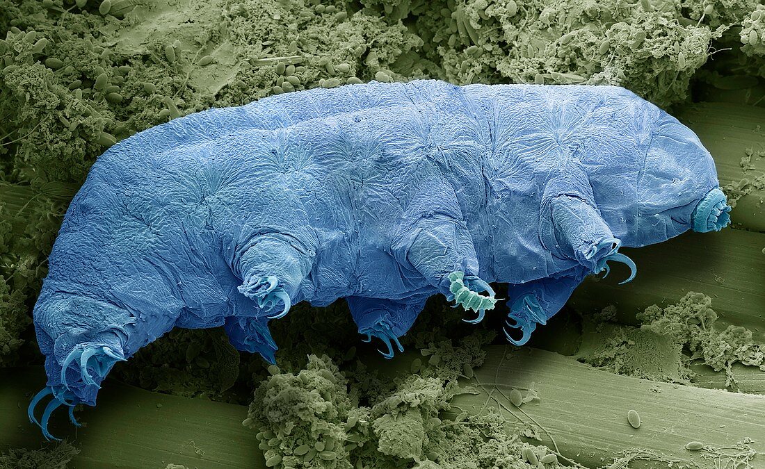 Water bear,SEM