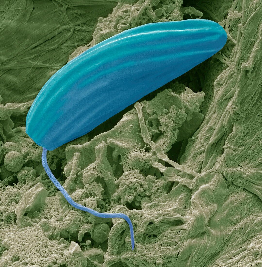 Flagellate protozoan,SEM