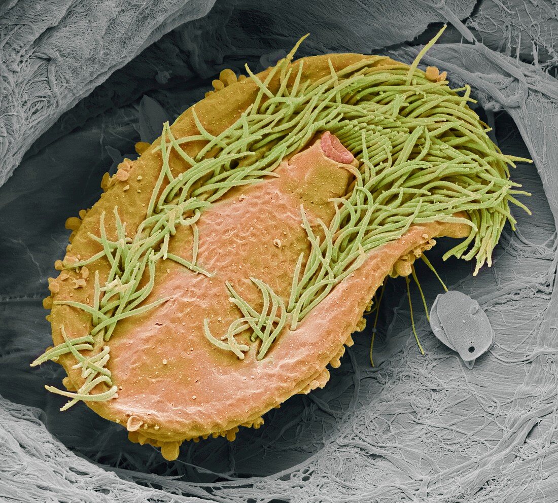 Ciliate protozoan,SEM