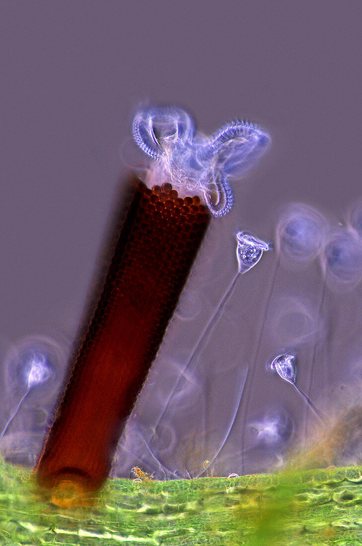 Rotifer and ciliate protozoa,micrograph