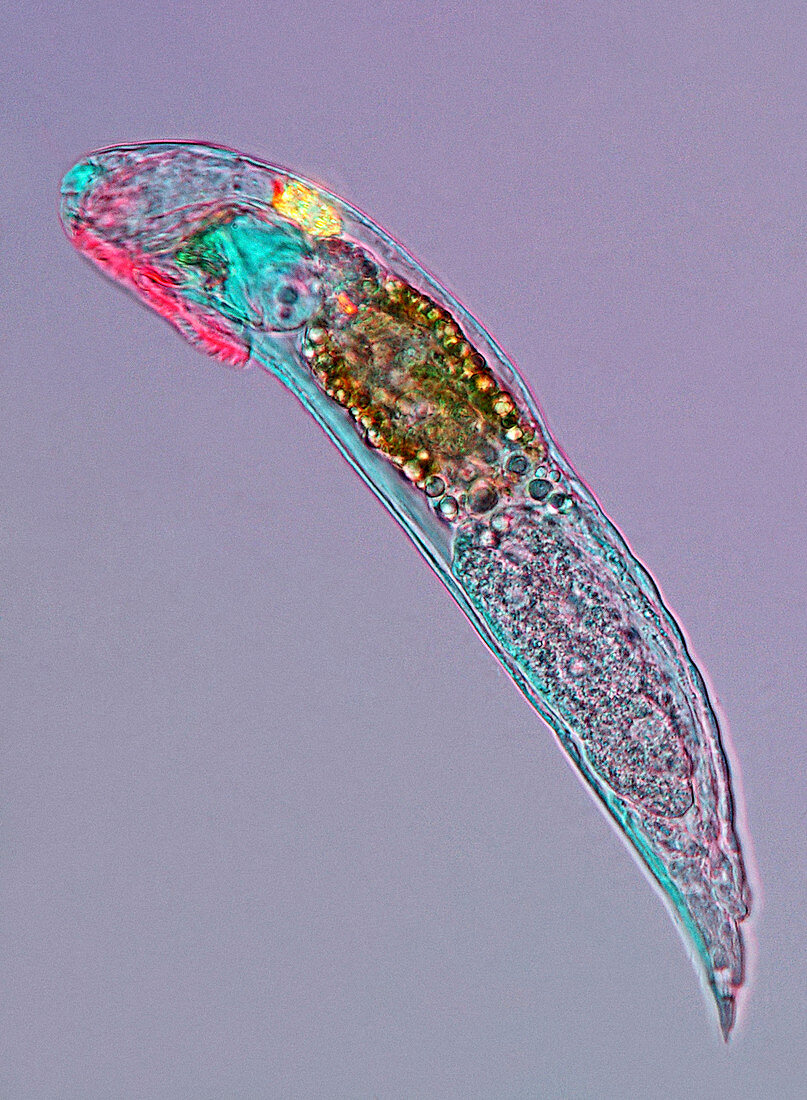 Notommata rotifer,light micrograph