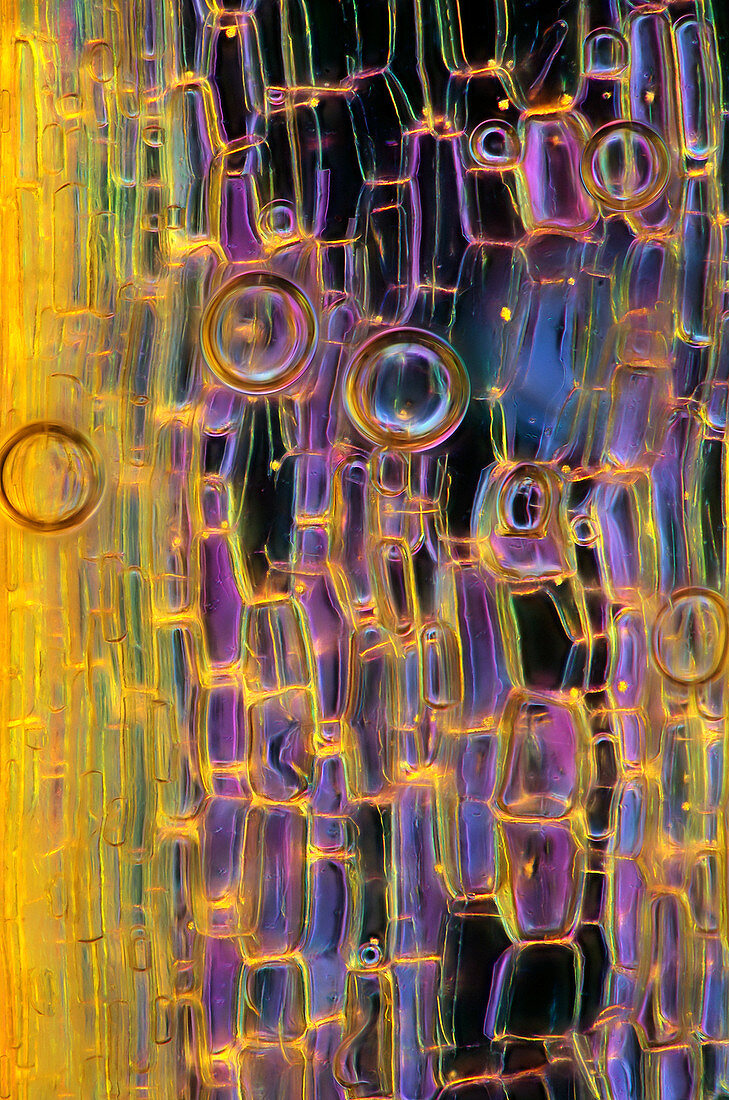 Air bubbles on plant tissue,micrograph