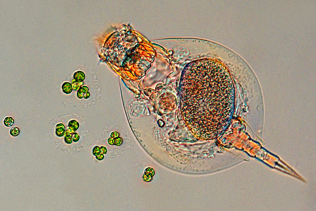 Rotifer and green algae,light micrograph