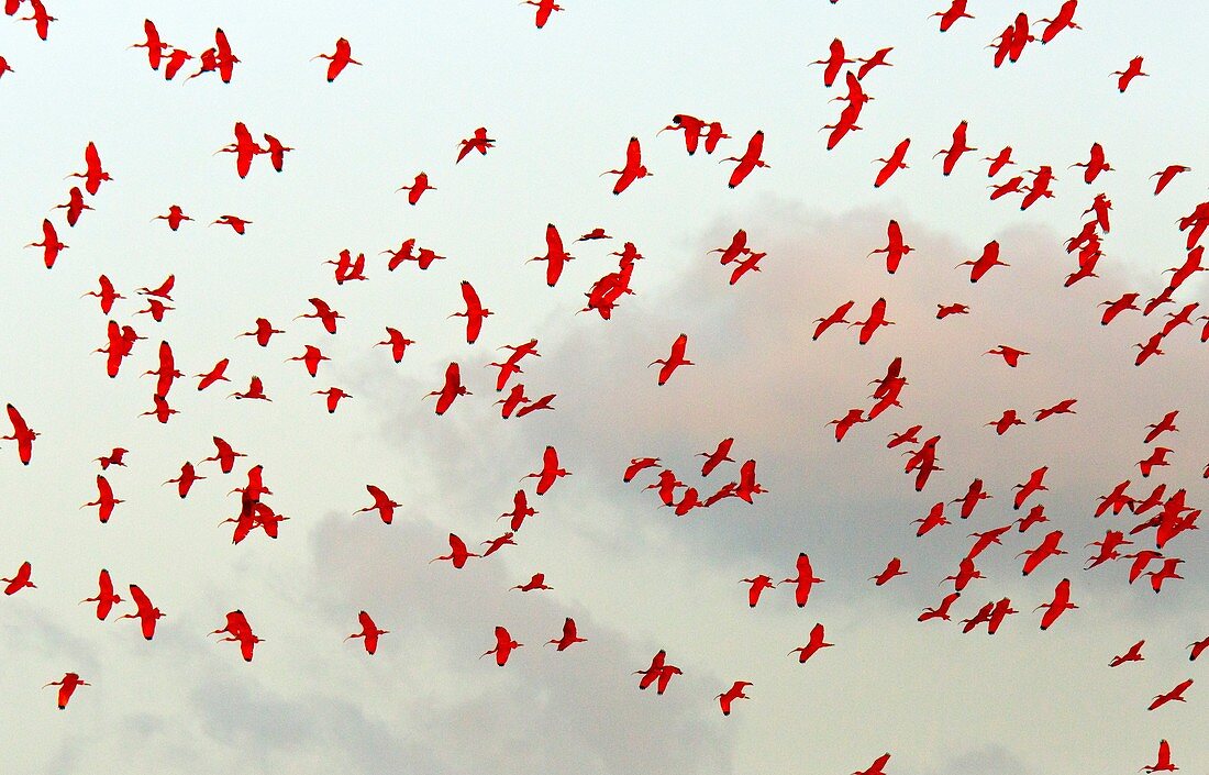 Scarlet ibis flock