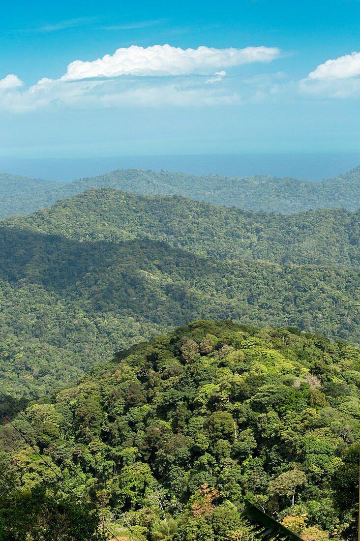 Northern Range forests,Trinidad