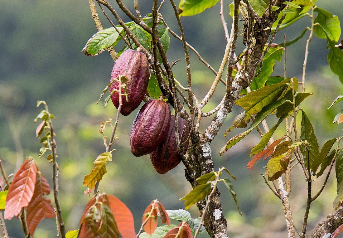 Cocoa pods on a tree (Theobroma cacao)