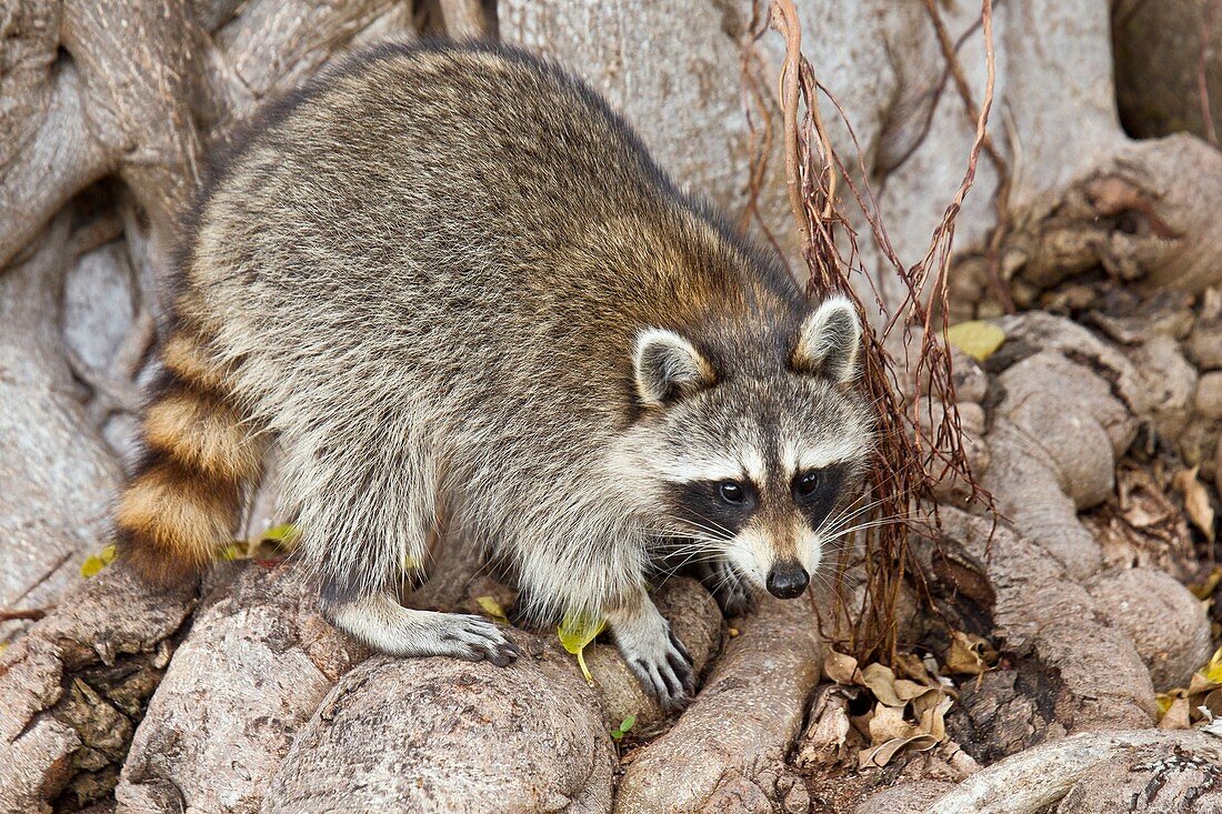 Raccoon foraging for food