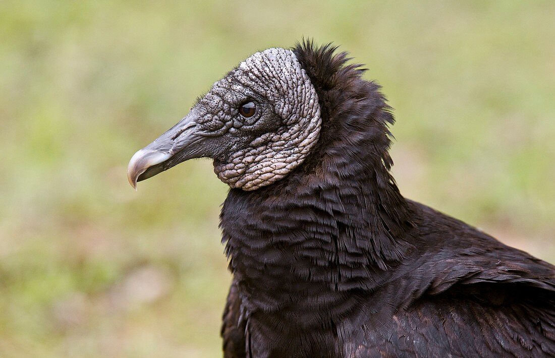 Black vulture