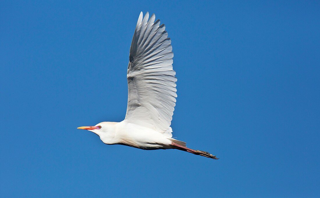 Cattle egret in flight