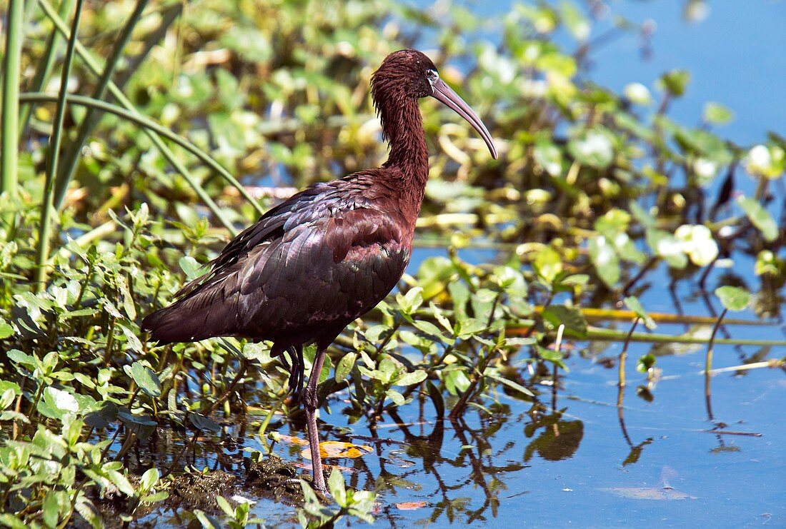Glossy ibis by water