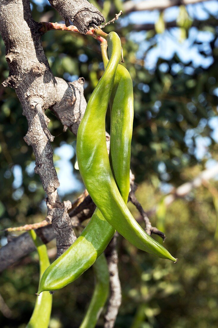 Carob tree (Ceratonia siliqua) in fruit