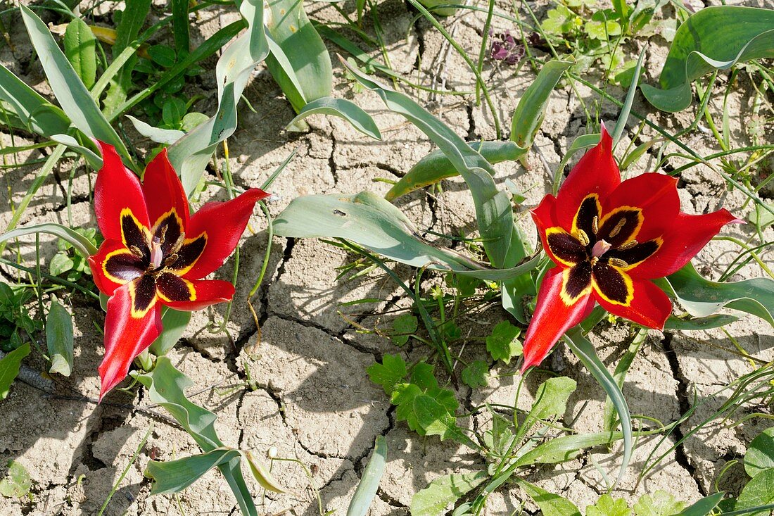 Cyprus tulip (Tulipa agenensis) flowers