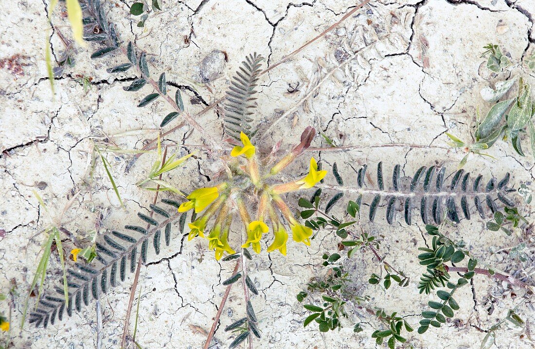 Milkvetch (Astragalus caprinus laniger)
