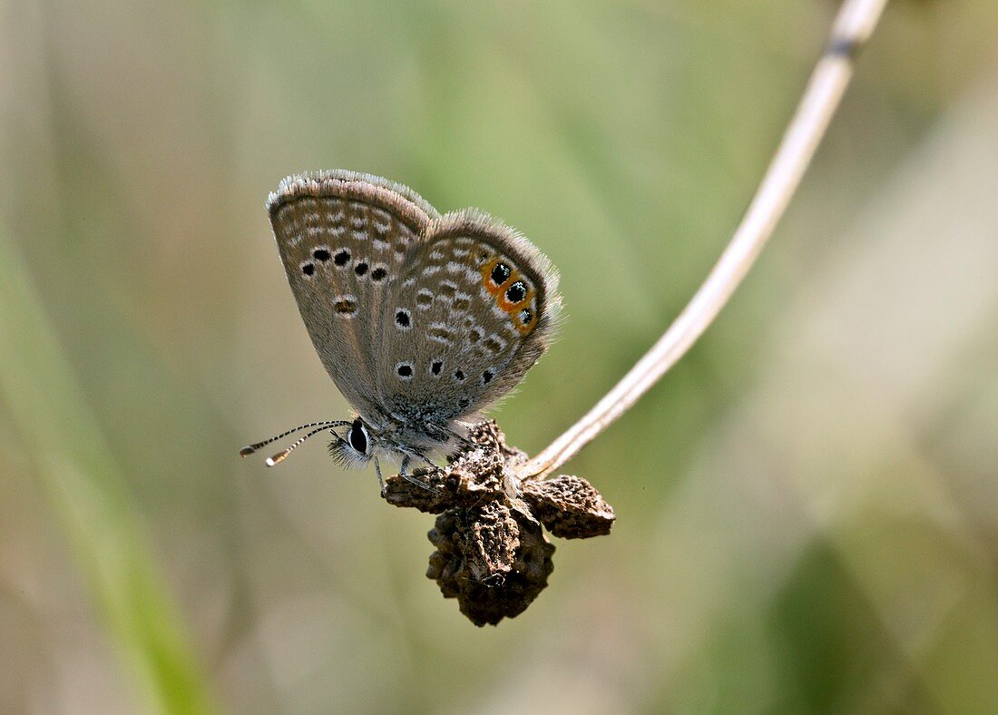 Grass jewel butterfly