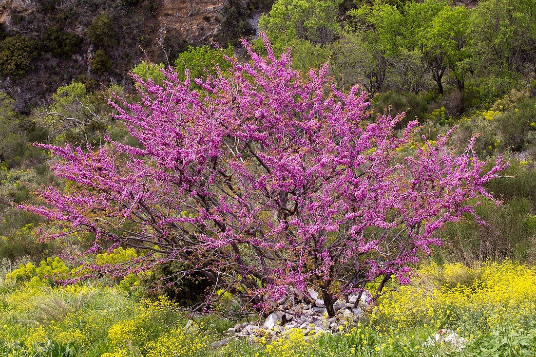 Judas tree (Cercis siliquastrum)