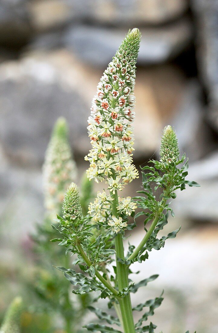White mignonette (Reseda alba) in flower