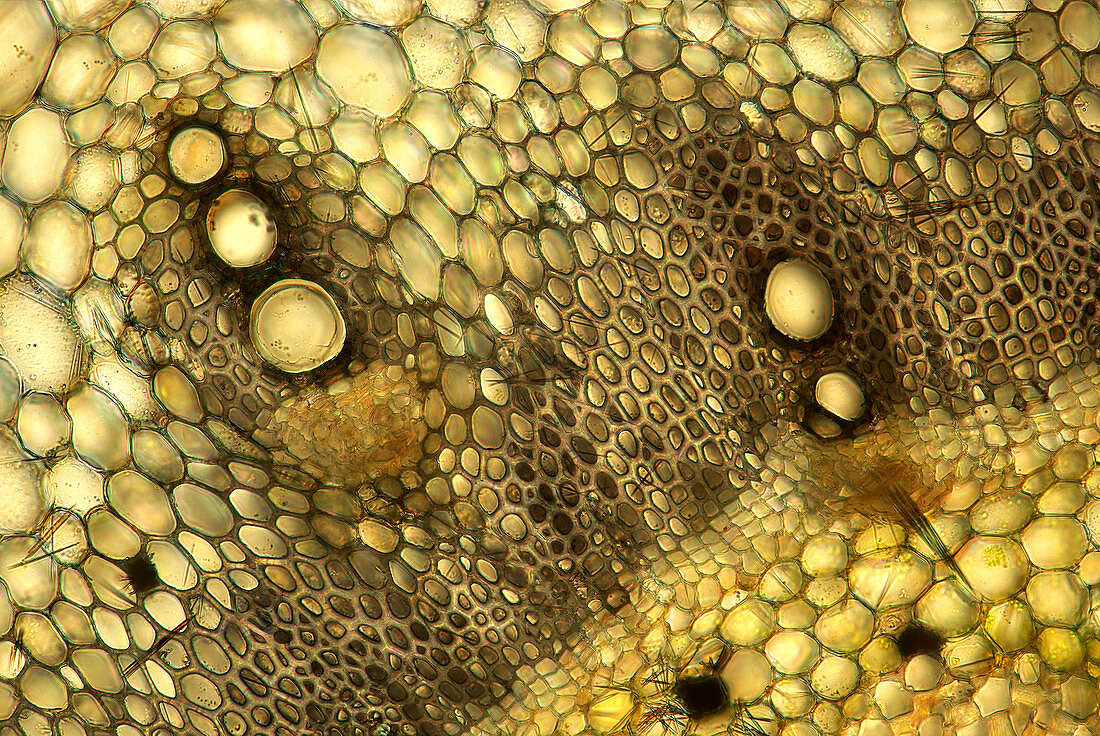 Forsythia sp. stalk,light micrograph