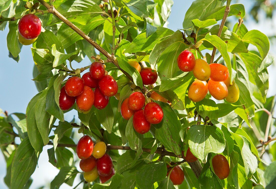 Cornelian cherries (Cornus mas) on a tree