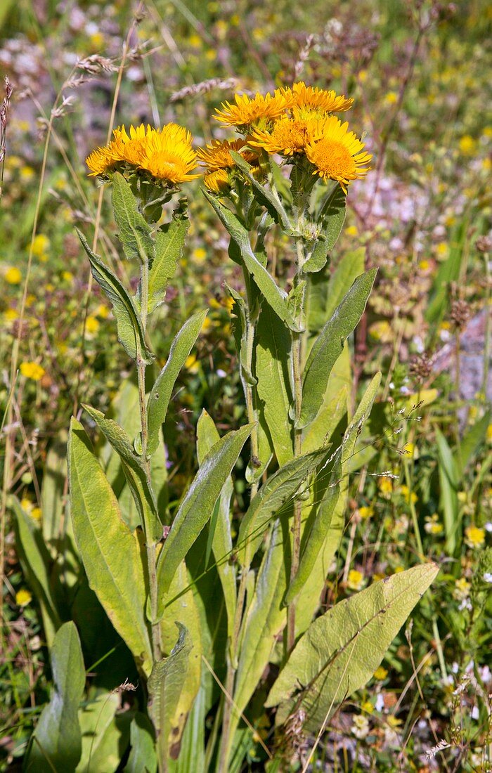 Fleabane (Inula oculus-solis) in flower