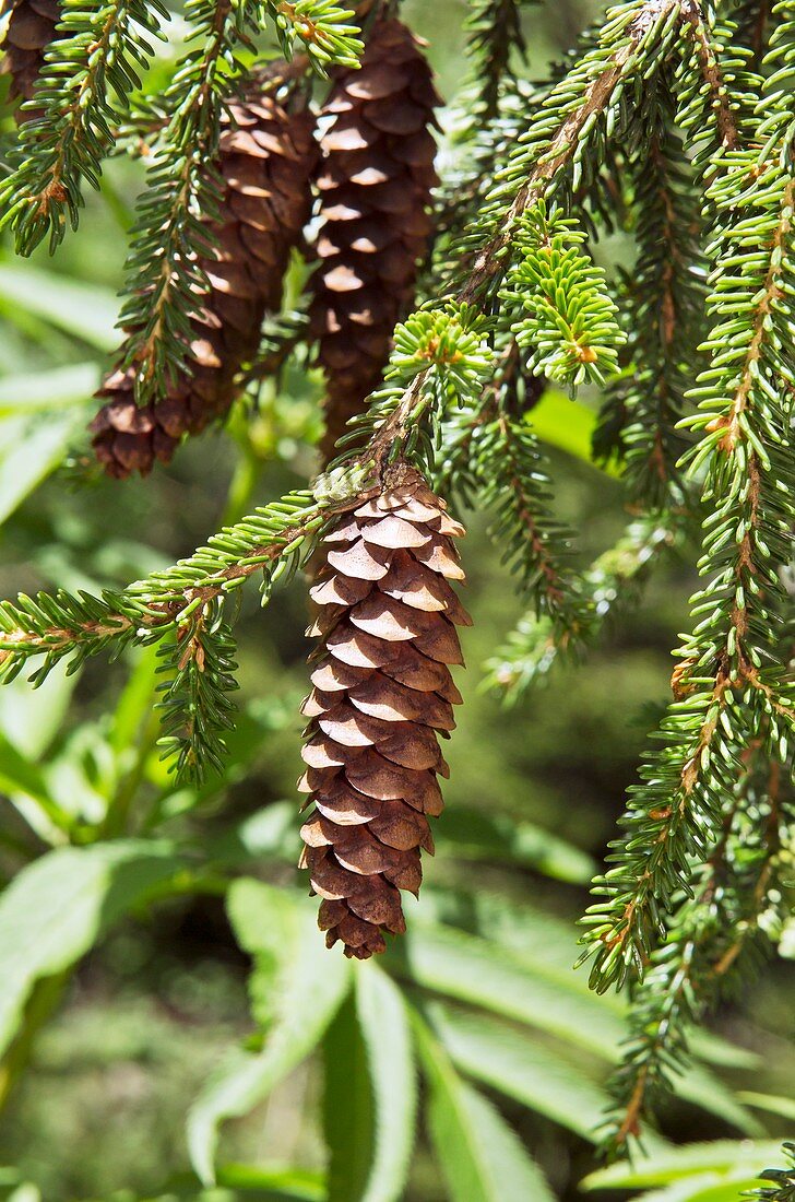 Oriental spruce (Picea orientalis) cones