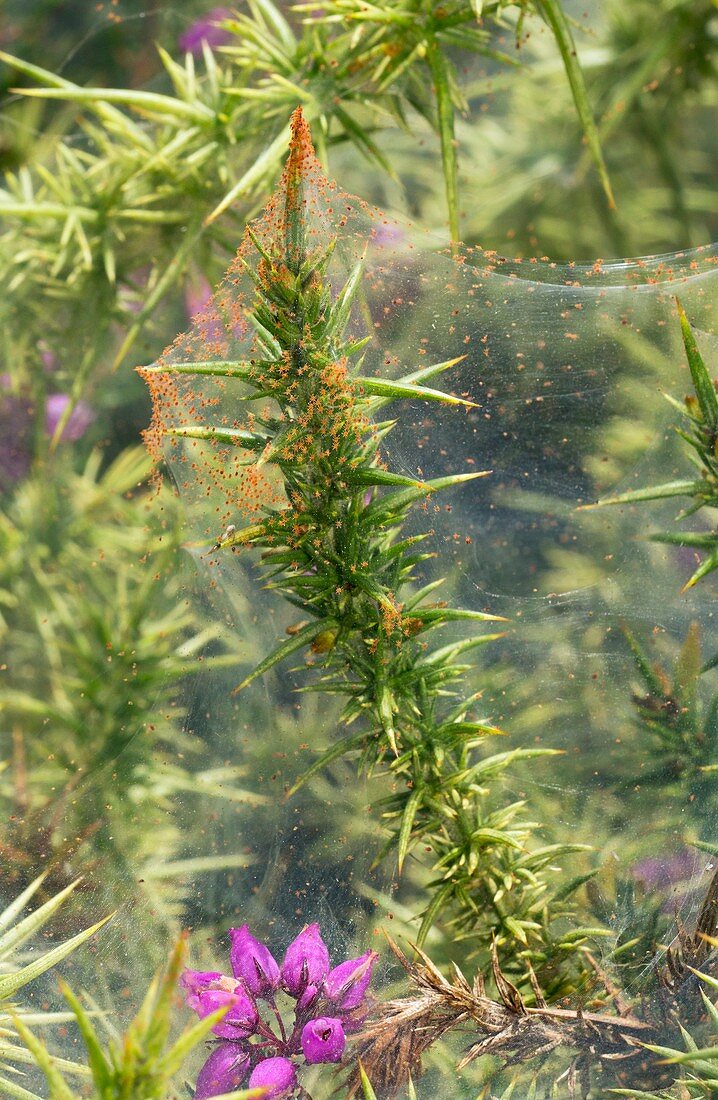 Spider mites on gorse bush