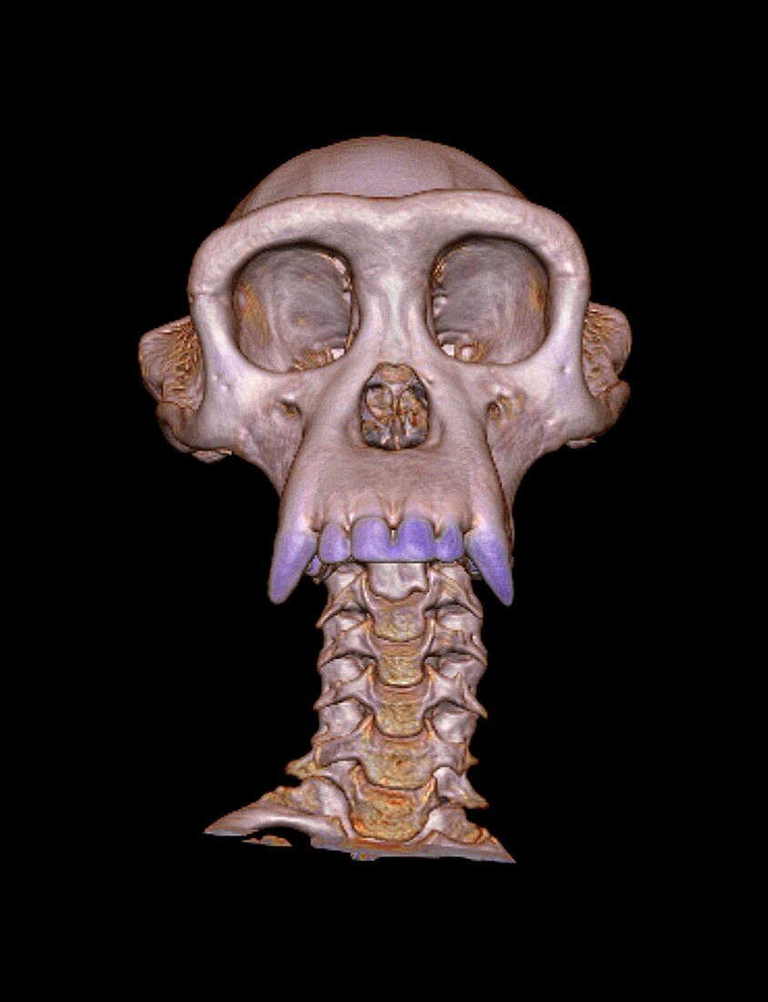 Chimpanzee skull,CT scan
