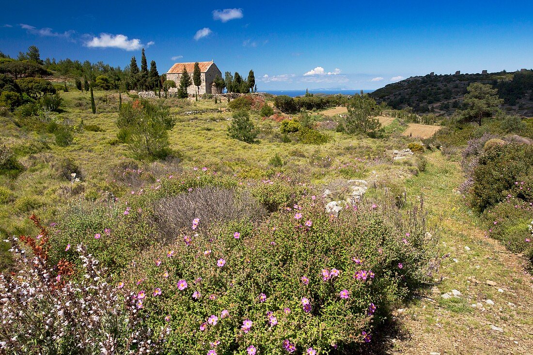 Flowery scrubland,Greece