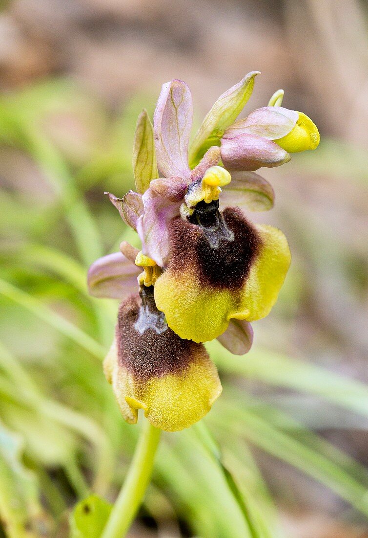 Orchid (Ophrys sp.) flowers