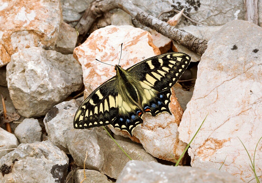 Corsican swallowtail butterfly