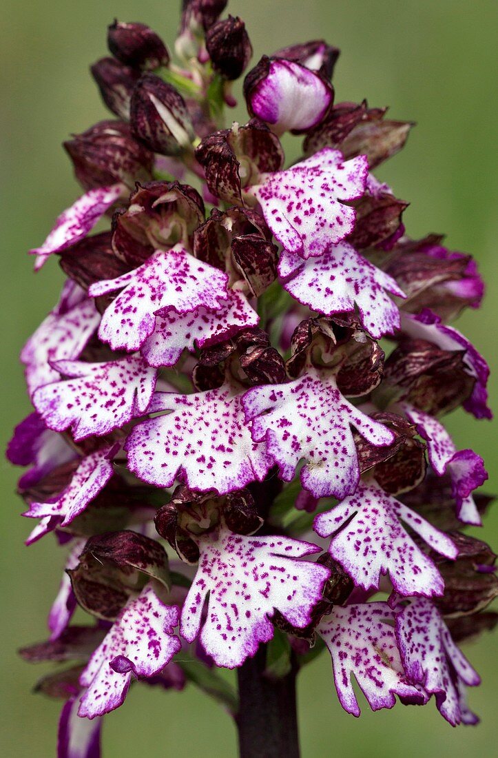 Lady orchid (Orchis purpurea) flowers