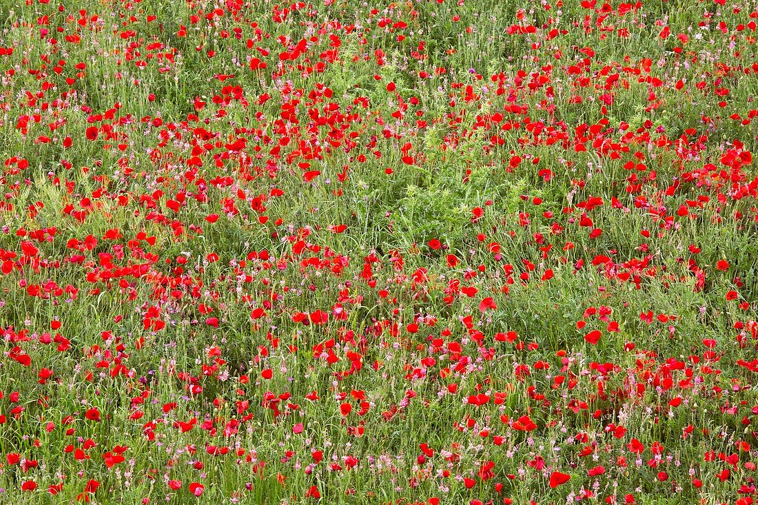 Poppies and sainfoin in a field