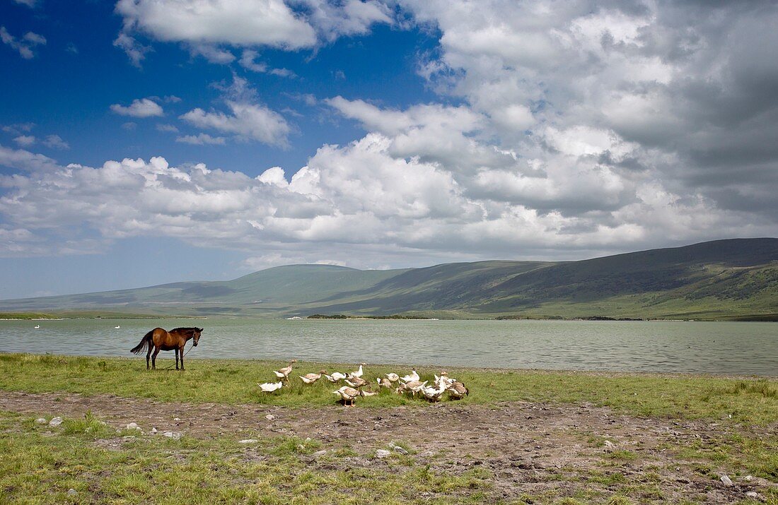 Horse and geese by Lake Aktas,Turkey
