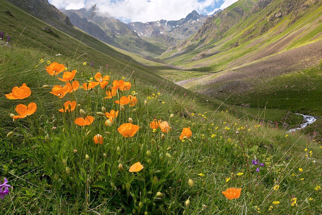 Orange poppies on a mountainside