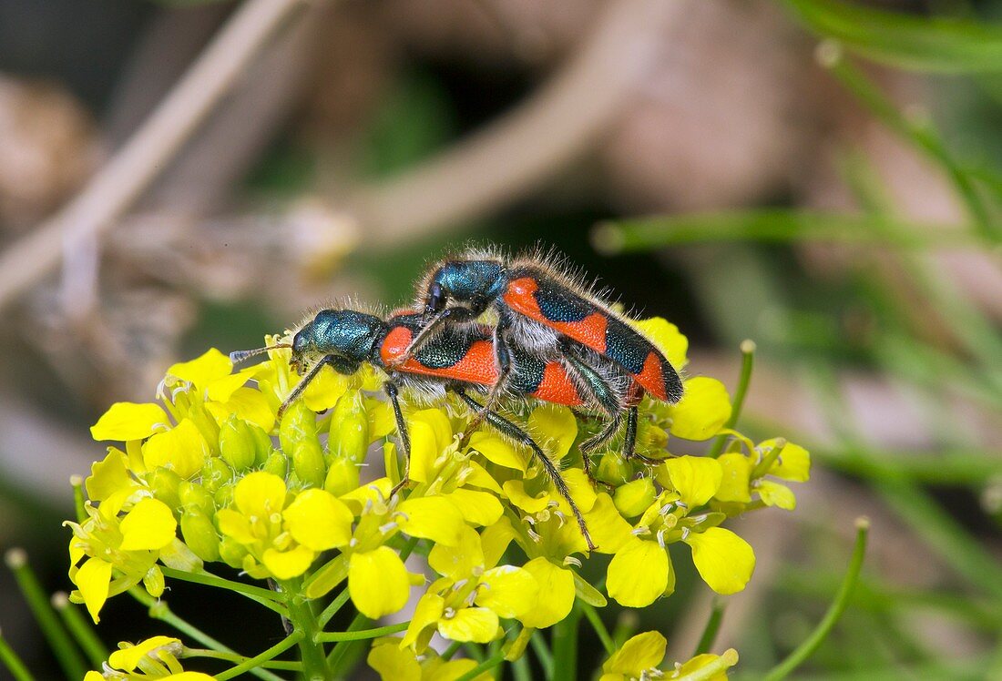 Clerid beetles mating on a flower